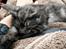 Blanding af racer Thomas Kat