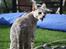 Savannah VikingSavannahs"SHEBA"
