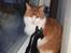 Blanding af racer Leopold RIP