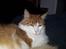 Blanding af racer Leopold RIP