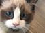 Ragdoll Elvis (Melodic Aura Epic Elvis)
