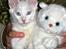 Tyrkisk Angora IC Murat von Kedi Arkadas