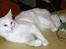 Tyrkisk Angora IC Murat von Kedi Arkadas