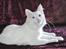 Tyrkisk Angora IC Murat von Kedi Arkadas