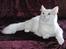 Tyrkisk Angora IC Murat von Kedi Arkadas