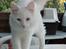 Tyrkisk Angora IC Murat von Kedi Arkadas
