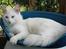 Tyrkisk Angora IC Murat von Kedi Arkadas