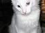 Tyrkisk Angora IC Murat von Kedi Arkadas