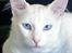 Tyrkisk Angora IC Murat von Kedi Arkadas