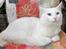 Tyrkisk Angora IC Murat von Kedi Arkadas