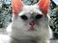 Tyrkisk Angora IC Murat von Kedi Arkadas