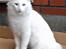 Tyrkisk Angora IC Murat von Kedi Arkadas
