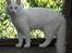 Tyrkisk Angora IC Murat von Kedi Arkadas