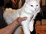 Tyrkisk Angora IC Murat von Kedi Arkadas