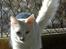 Tyrkisk Angora IC Murat von Kedi Arkadas