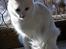 Tyrkisk Angora IC Murat von Kedi Arkadas