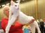 Tyrkisk Angora IC Murat von Kedi Arkadas - world show 2013