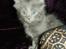 Tyrkisk Angora Leyla von Frankenthal DK