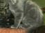 Tyrkisk Angora Leyla von Frankenthal DK