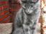 Tyrkisk Angora Leyla von Frankenthal DK