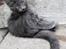 Tyrkisk Angora Leyla von Frankenthal DK