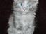 Tyrkisk Angora Leyla von Frankenthal DK