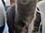Tyrkisk Angora Leyla von Frankenthal DK