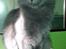 Tyrkisk Angora Leyla von Frankenthal DK
