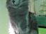 Tyrkisk Angora Leyla von Frankenthal DK