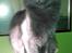 Tyrkisk Angora Leyla von Frankenthal DK