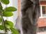 Tyrkisk Angora Leyla von Frankenthal DK
