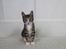 Kurilean Bobtail DK JeaTri´s Mickey