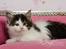 Maine Coon Arthur - Arthur - 5 uger