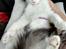 Maine Coon Arthur - Med sele på køreturen - totalt cool