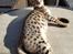 Savannah Falcon