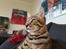 Savannah Falcon