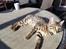 Savannah Falcon