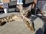 Savannah Falcon