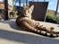 Savannah Falcon