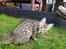 Savannah Falcon