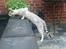 Savannah VikingSavannahs"SHEBA"