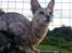 Savannah VikingSavannahs"SHEBA"