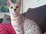 Savannah VikingSavannahs"SHEBA"