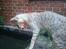 Savannah VikingSavannahs"SHEBA"