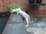Savannah VikingSavannahs"SHEBA"