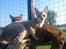 Savannah VikingSavannahs"SHEBA"