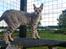Savannah VikingSavannahs"SHEBA"