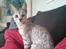 Savannah VikingSavannahs"SHEBA"