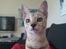Savannah VikingSavannahs"SHEBA"