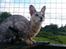 Savannah VikingSavannahs"SHEBA"